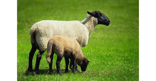 Whole Aqiqah Lamb - Tayib (16kg-20kg)
