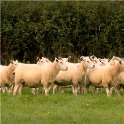 Qurbani 2026