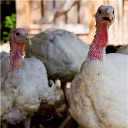 Organic Halal Turkey - X Large