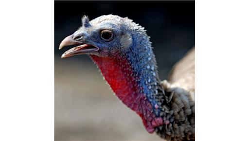Free Range Halal Turkey - Large