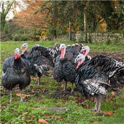 Festive Birds