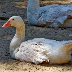 Free Range Halal Goose